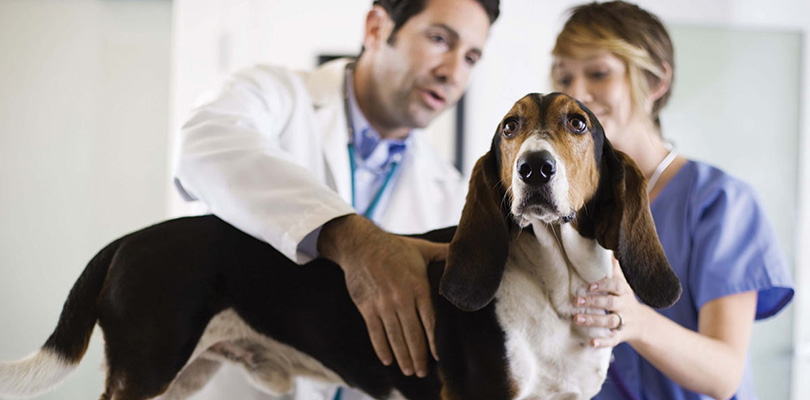 Dog at the vet